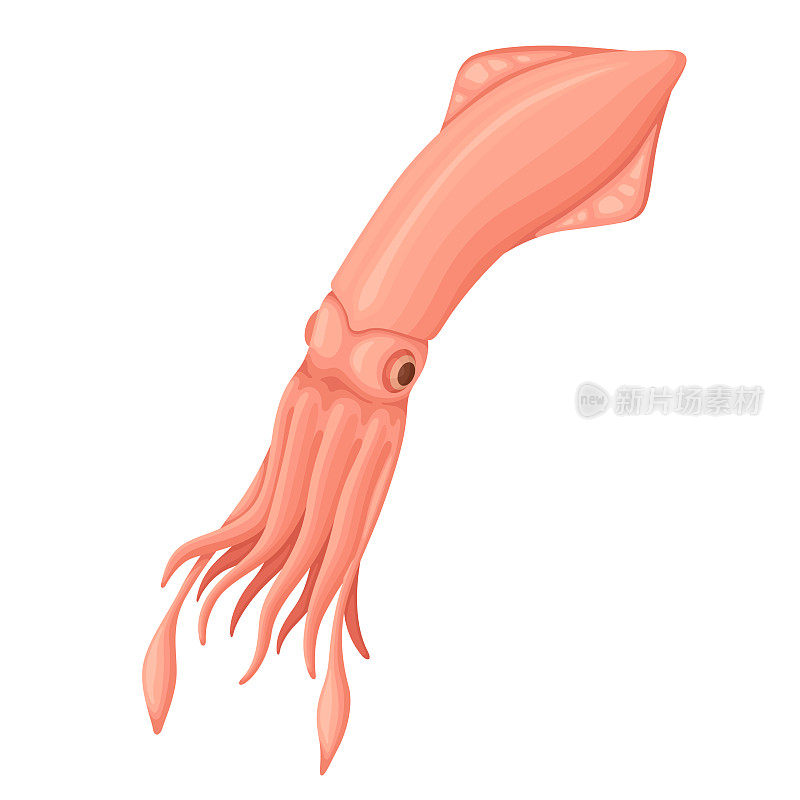 Squid sea animal